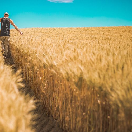 man- wheat g6190ae3e7_1920